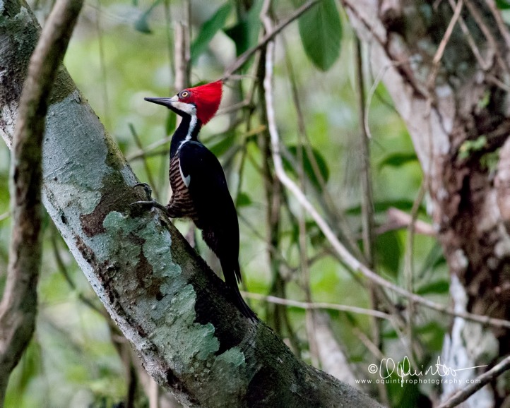 crimson-crested-woodpecker-h1-sg