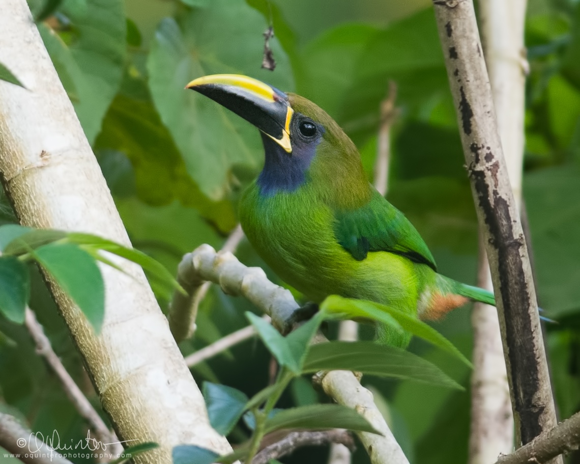 blue-throated-toucanet2